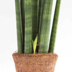 Sansevieria cylindrica