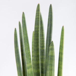 Sansevieria cylindrica