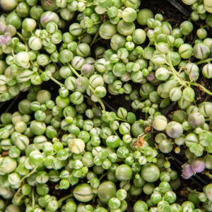 Senecio rowleyanus colar de pérolas variegata