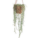 colar de perolas variegata senecio rowleyanus