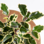 Azevinho de natal – ilex aquifolium-2