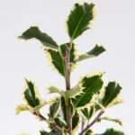 Azevinho de natal – ilex aquifolium-3
