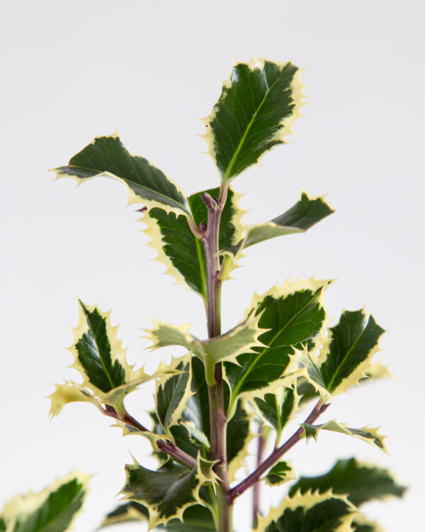 Azevinho de natal - ilex aquifolium