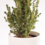 Picea glauca – pinheiro de Natal-6