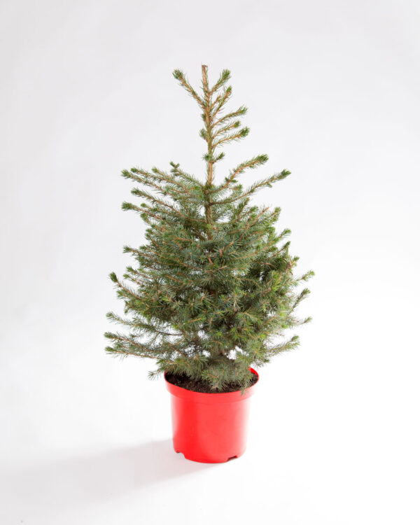 Árvore de natal em um vaso para plantas