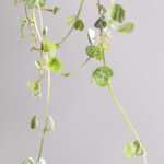 Ceropegia woodii – string of hearts-3