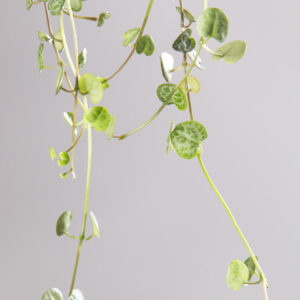 Ceropegia woodii - string of hearts-2