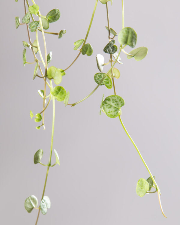 Ceropegia woodii - string of hearts-2