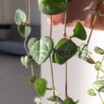 Ceropegia woodii – string of hearts-4