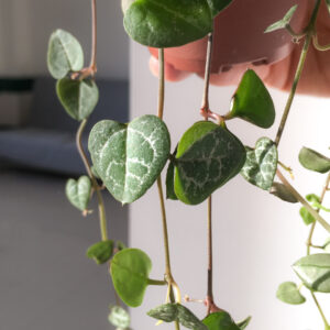 Ceropegia woodii - string of hearts-2