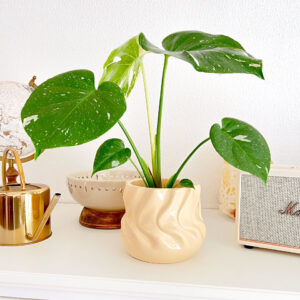 Vaso cerâmica Twister creme com planta Monstera Thai Constellation