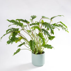 Philodendron xanadu