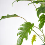 Philodendron xanadu-4