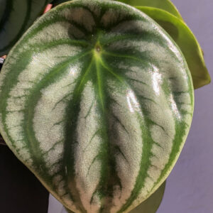 peperomia argyreia melancia