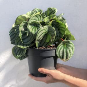 peperomia argyreia melancia