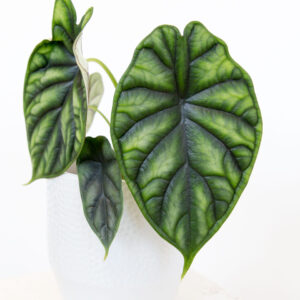 Alocasia Dragon Scale urban jungle