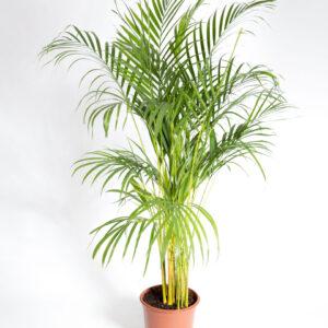 Palmeira areca dypsis lutescens