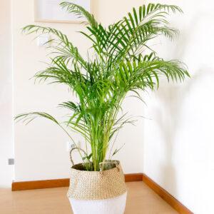 palmeira areca dypsis lutescens-2