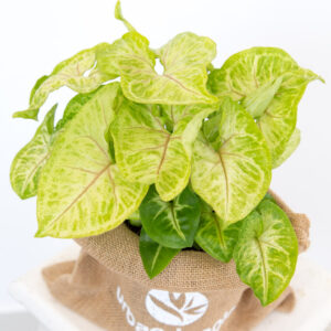 Syngonium Golden Feel Green