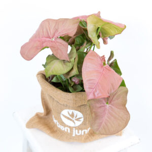 Syngonium Neon Rosa