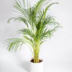 palmeira areca dypsis lutescens