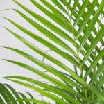 palmeira areca dypsis lutescens-3