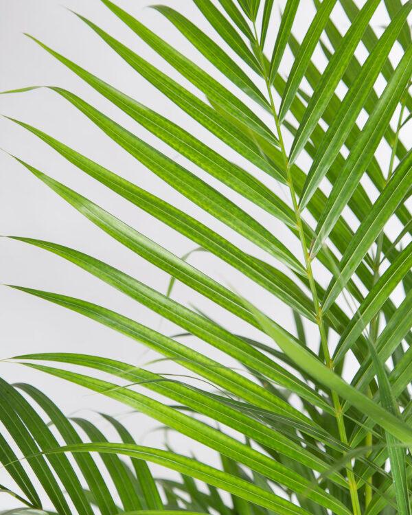 palmeira areca dypsis lutescens-2