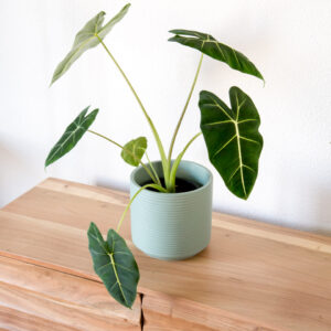 Alocasia Frydek