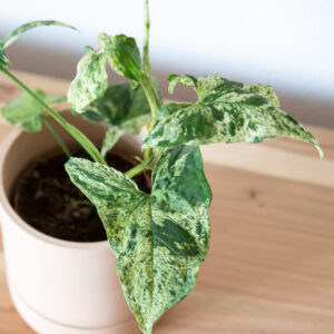 Syngonium mottled mojito variegata