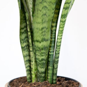 sansevieria zeylanica