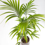 Howea forsteriana – kentia palm-2