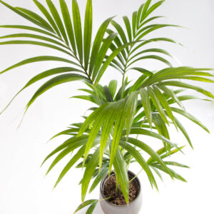Howea forsteriana - kentia palm