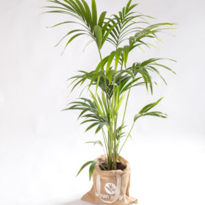 Howea forsteriana - kentia palm