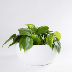 Taça vaso cibele branco com philodendron scandens