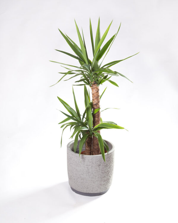 Vaso para plantas ceramica neria