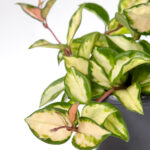 Hoya carnosa variegata-2