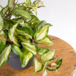 Hoya carnosa variegata-5