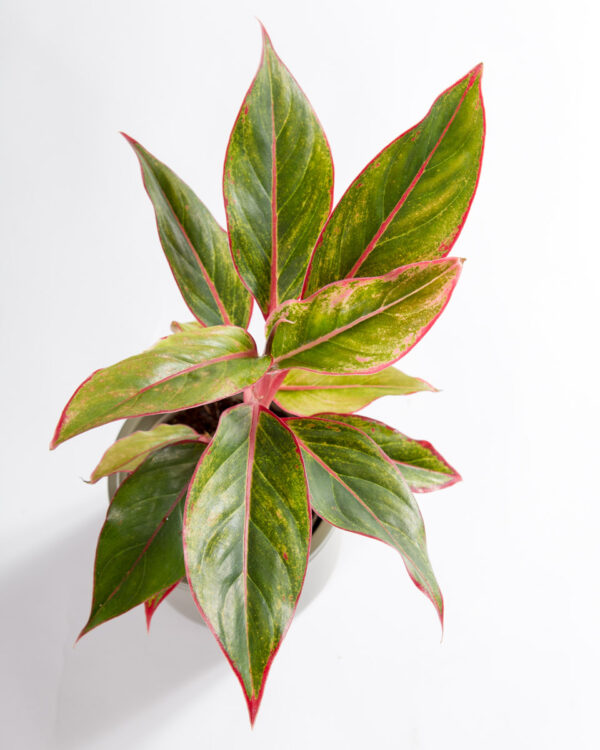 Aglonema commutatum light pink star