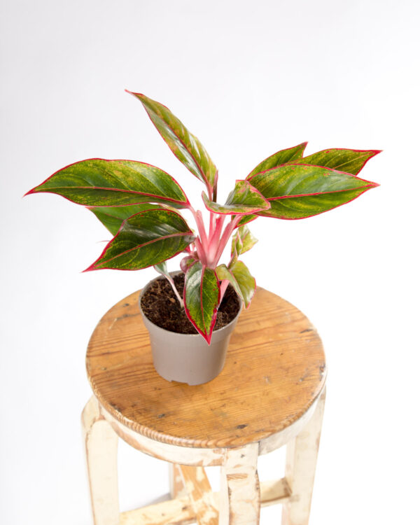 Aglonema commutatum light pink star
