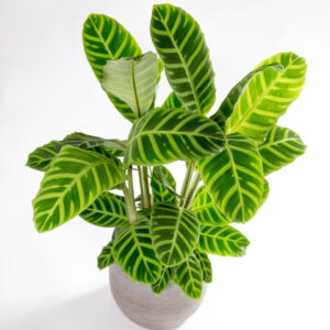 Calathea zebrina em vaso urban jungle