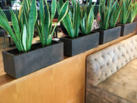 projecto plantas de interior restaurante lisboa