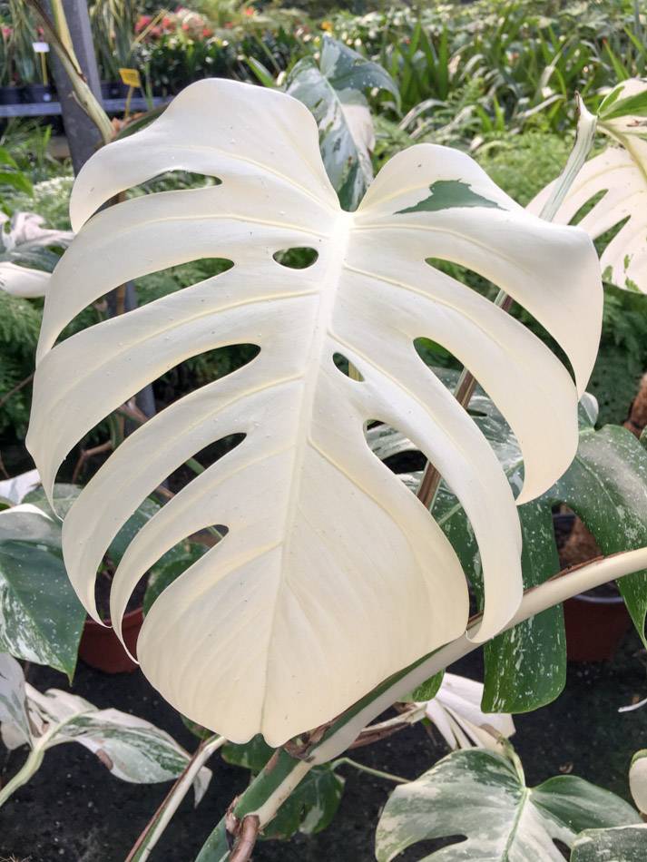 Folha albina da monstera deliciosa variegata