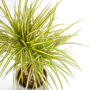 Dracaena marginata Sunray-4