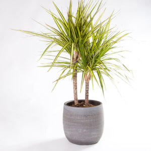 Dracaena marginata Sunray-4