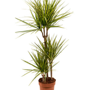 Dracaena marginata Sun Ray grande