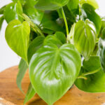 Philodendron scandens-2