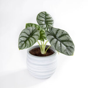 Alocasia silver dragon - alocasia baginda