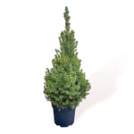 Árvore de Natal natural - Picea glauca