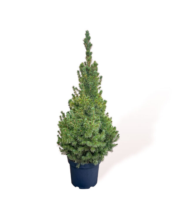 Árvore de Natal natural - Picea glauca