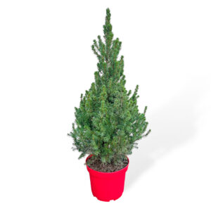 Árvore de Natal natural - Picea glauca